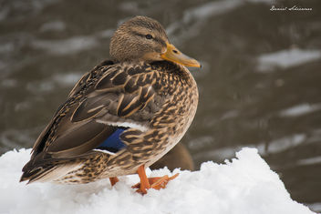 Duck - Ente - Kostenloses image #296199